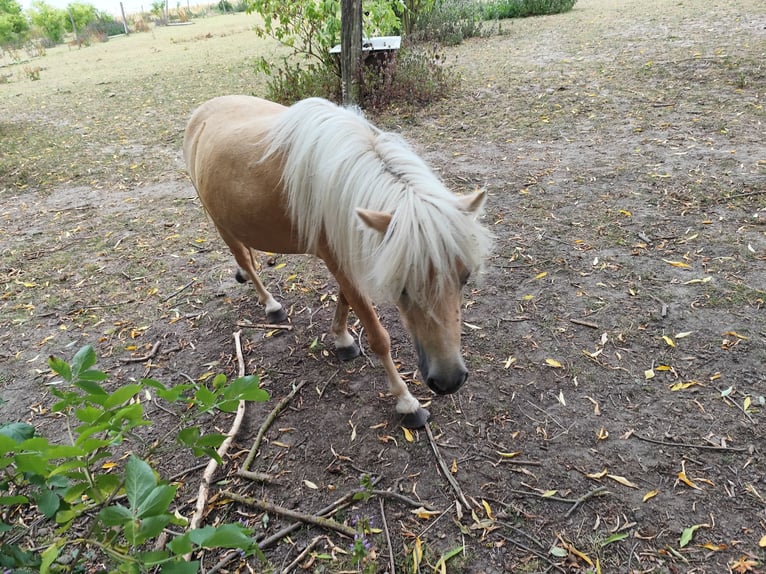 Ponis Shetland Yegua 14 años 95 cm Palomino in Uckerland