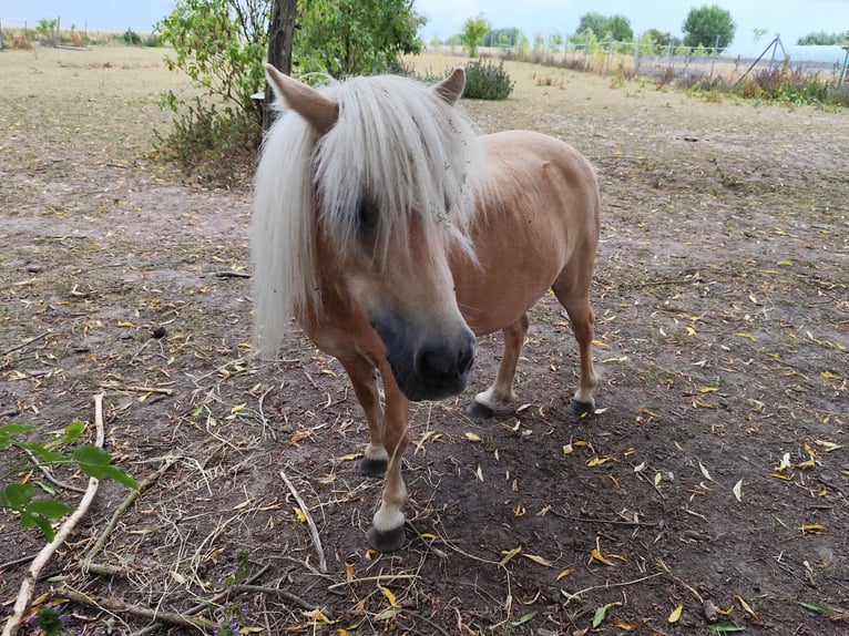 Ponis Shetland Yegua 14 años 95 cm Palomino in Uckerland
