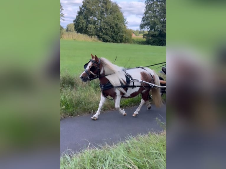 Ponis Shetland Yegua 14 años 96 cm Pío in Wielen