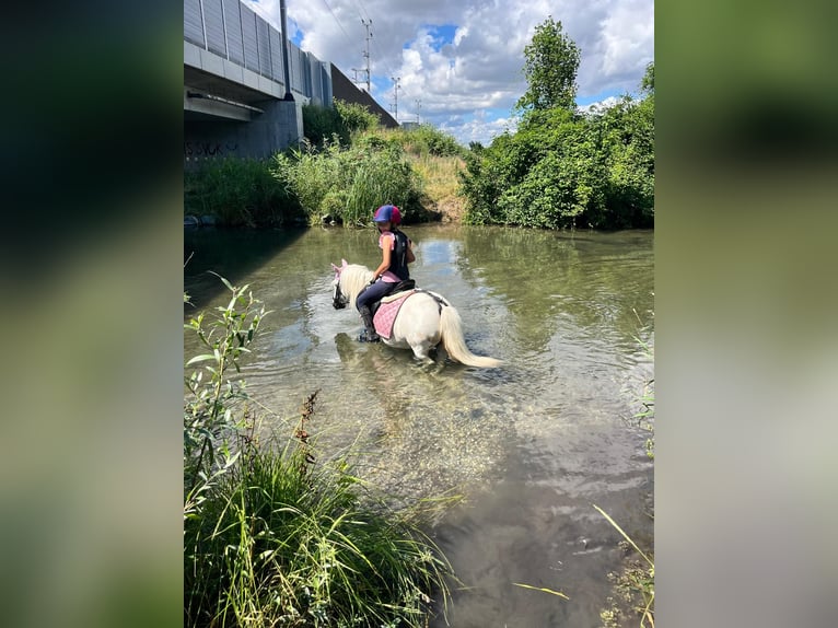 Ponis Shetland Mestizo Yegua 14 años Tordo in Unterwaltersdorf