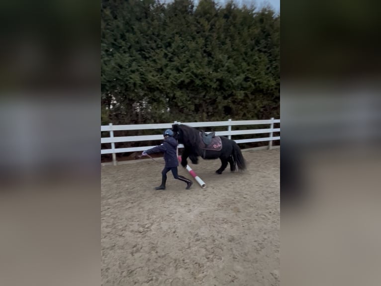 Ponis Shetland Yegua 15 años 100 cm Negro in Kempen
