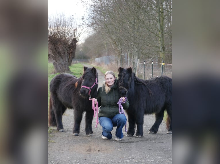 Ponis Shetland Yegua 15 años 100 cm Negro in Kempen