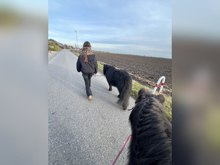 Ponis Shetland Yegua 15 años 100 cm Negro in Kempen