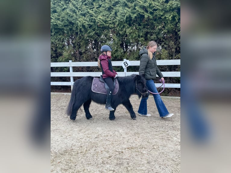 Ponis Shetland Yegua 15 años 100 cm Negro in Kempen