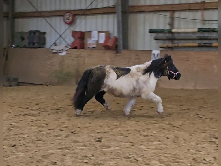 Ponis Shetland Yegua 15 años 106 cm Pío in Mülheim an der Ruhr