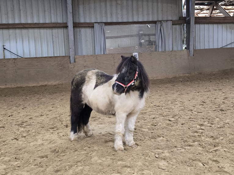 Ponis Shetland Yegua 15 años 106 cm Pío in Mülheim an der Ruhr