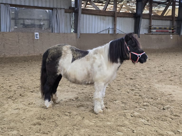 Ponis Shetland Yegua 15 años 106 cm Pío in Mülheim an der Ruhr