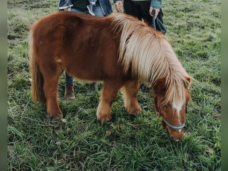 Ponis Shetland Yegua 15 años 85 cm Alazán in Wolfegg