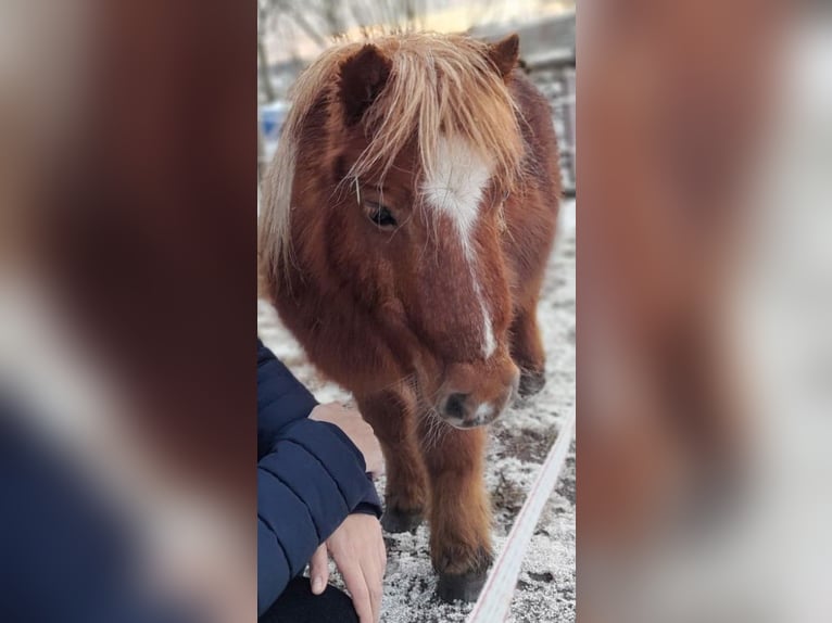 Ponis Shetland Yegua 15 años 85 cm Alazán in Wolfegg