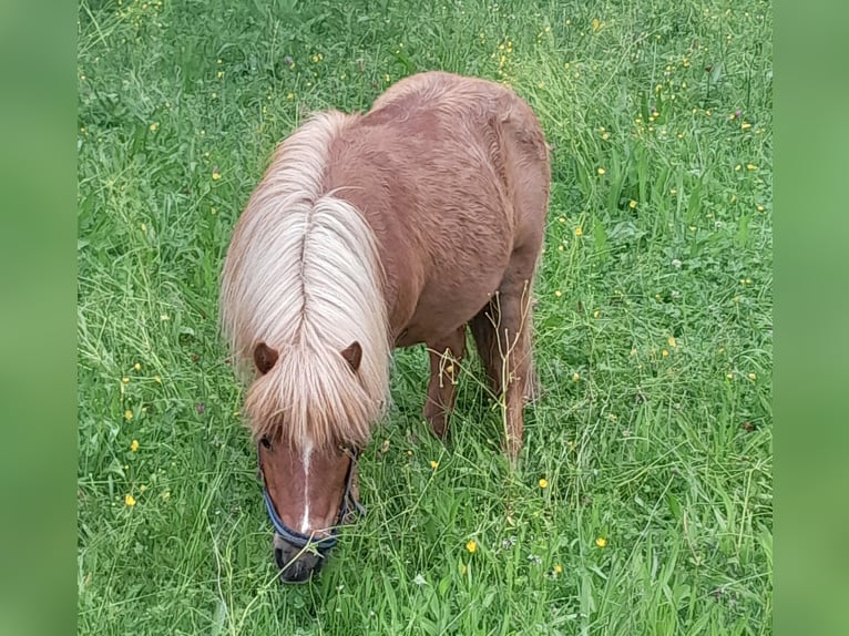Ponis Shetland Yegua 15 años 85 cm Alazán in Wolfegg