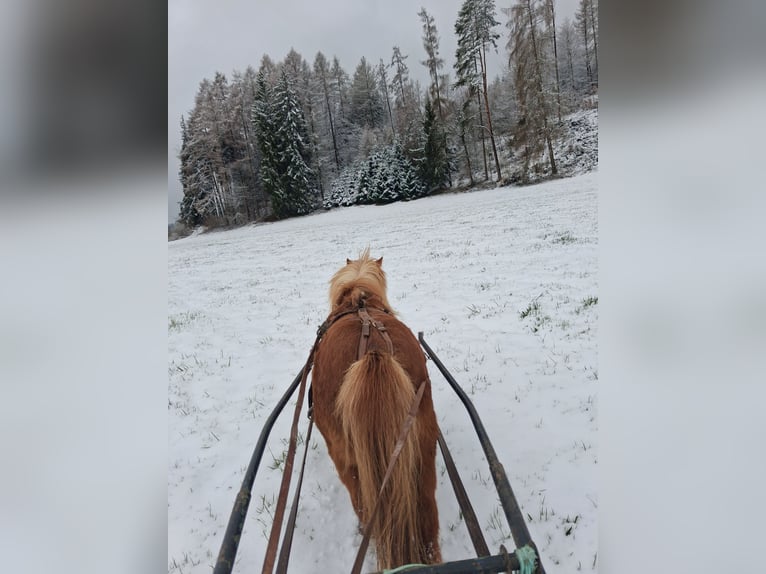 Ponis Shetland Yegua 15 años 85 cm Alazán in Wolfegg