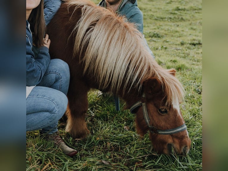 Ponis Shetland Yegua 15 años 85 cm Alazán in Wolfegg