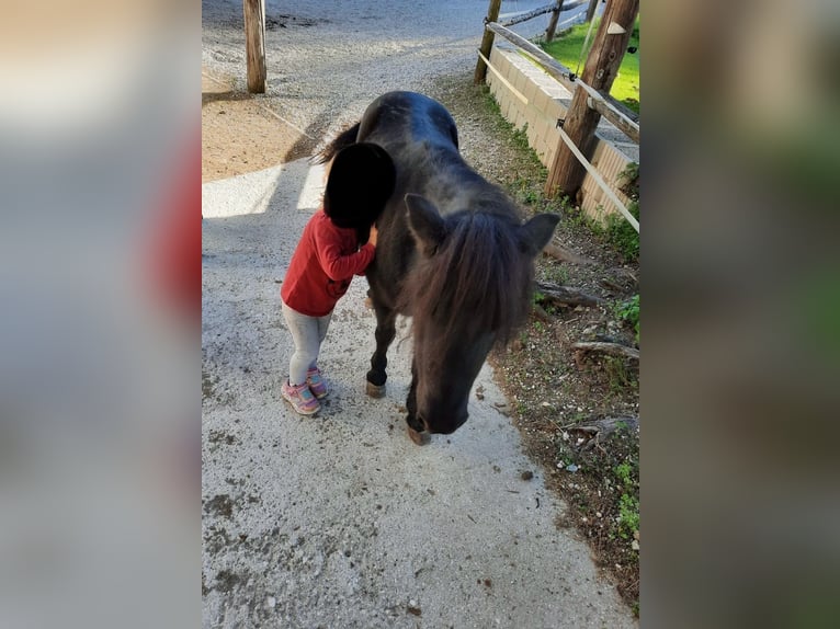 Ponis Shetland Yegua 15 años 95 cm Negro in Eberstalzell