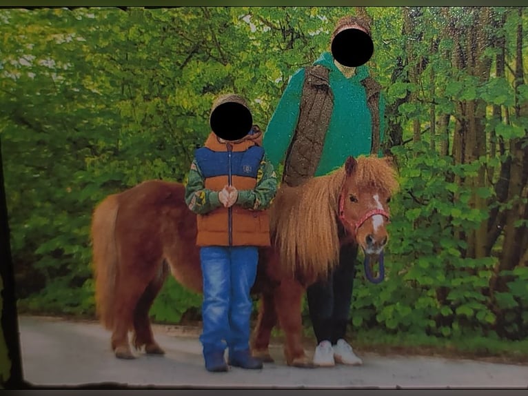 Ponis Shetland Yegua 16 años 85 cm Alazán in Castrop-Rauxel