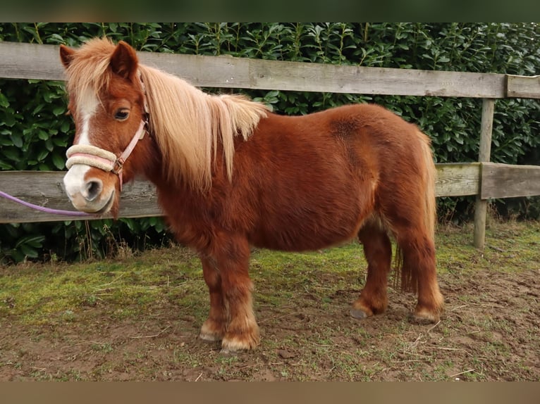 Ponis Shetland Mestizo Yegua 16 años 95 cm Alazán in Neunkirchen-Seelscheid