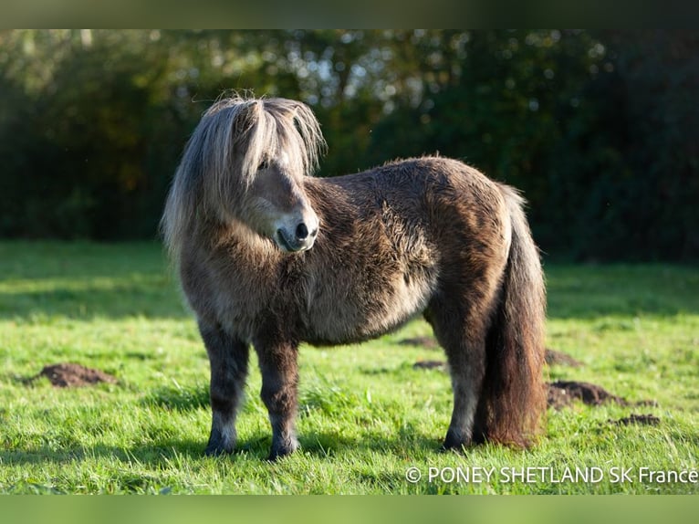 Ponis Shetland Yegua 16 años 95 cm Alazán-tostado in La Vespière-Friardel