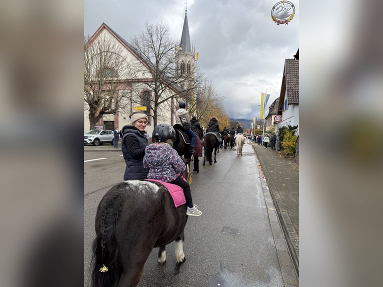 Ponis Shetland Yegua 17 años 100 cm  in Kürzell