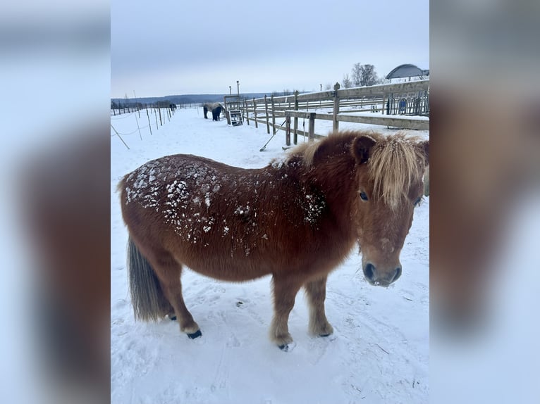 Ponis Shetland Yegua 17 años 106 cm Alazán in Demen