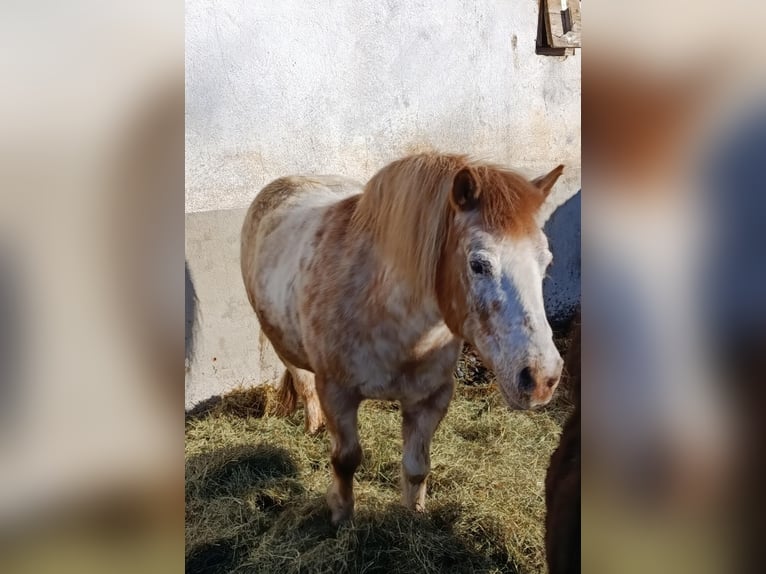 Ponis Shetland Mestizo Yegua 17 años 112 cm  in Fischbach