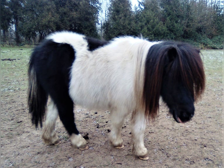 Ponis Shetland Yegua 17 años 92 cm Pío in Kiel