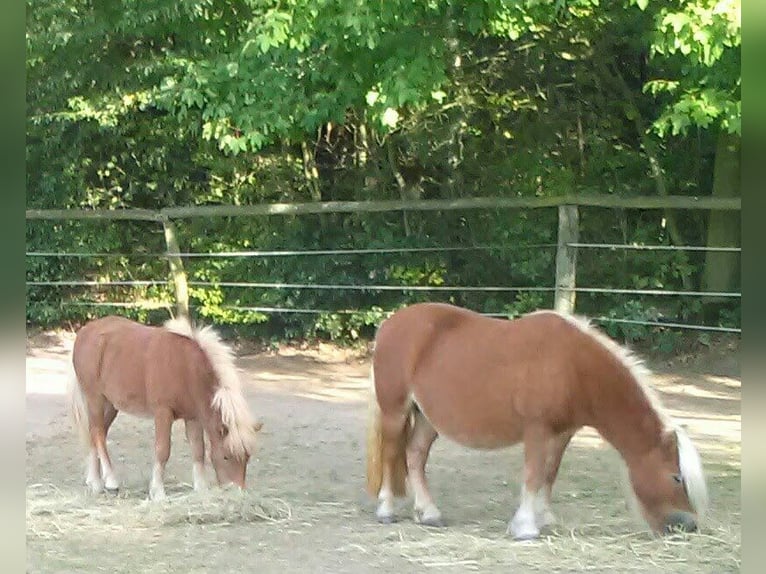 Ponis Shetland Yegua 17 años 98 cm Alazán in Wehrheim