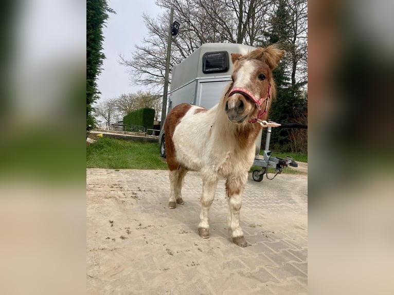 Ponis Shetland Yegua 18 años 100 cm Pío in Grevenbroich