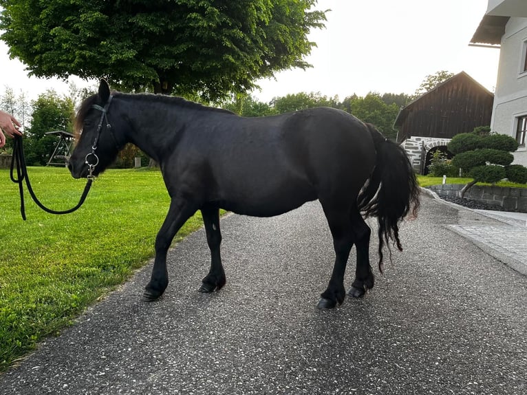 Ponis Shetland Yegua 18 años 110 cm Negro in Lasberg
