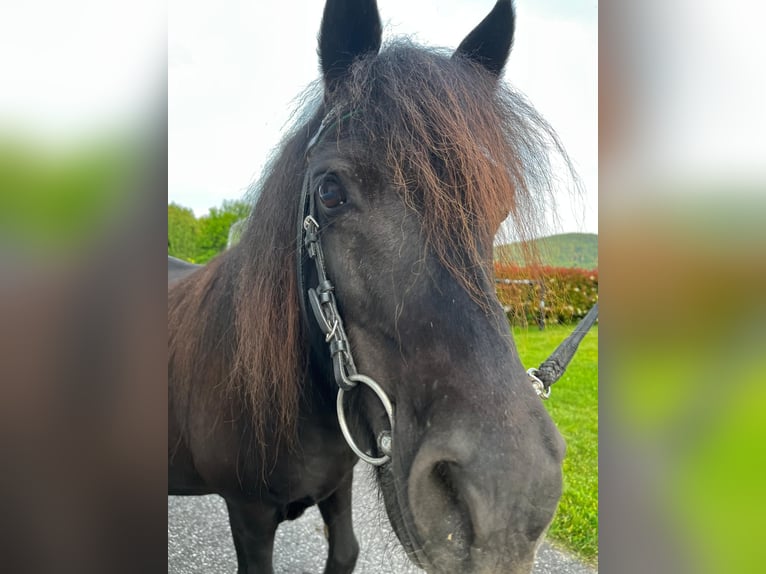 Ponis Shetland Yegua 18 años 110 cm Negro in Lasberg