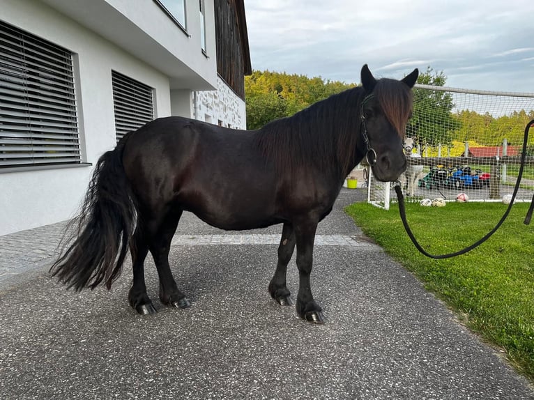 Ponis Shetland Yegua 18 años 110 cm Negro in Lasberg