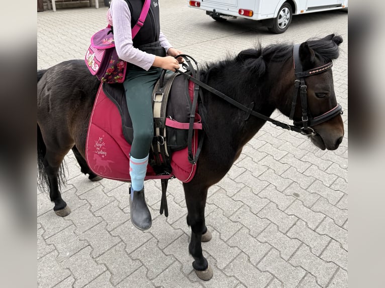 Ponis Shetland Yegua 18 años 95 cm Castaño oscuro in BönenBönen