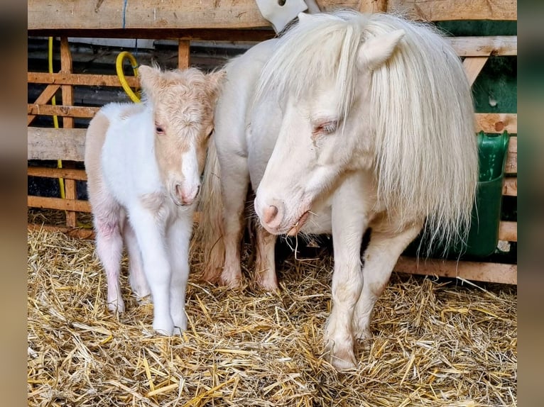 Ponis Shetland Yegua 18 años Cremello in Eisenach