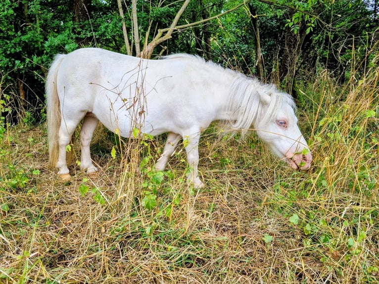 Ponis Shetland Yegua 18 años Cremello in Eisenach