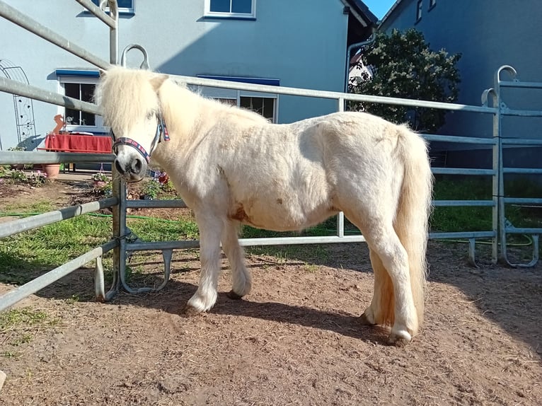 Ponis Shetland Yegua 19 años 112 cm Tordo in Kandel