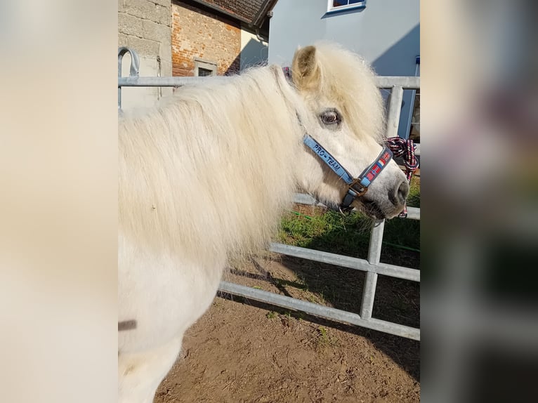 Ponis Shetland Yegua 19 años 112 cm Tordo in Kandel
