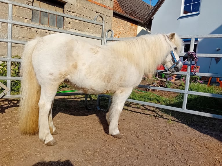 Ponis Shetland Yegua 19 años 112 cm Tordo in Kandel