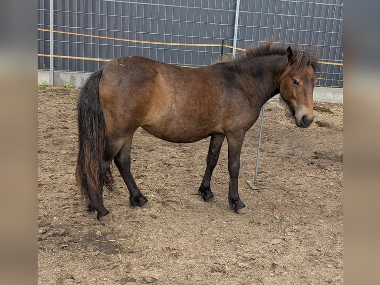 Ponis Shetland Yegua 1 año 100 cm Castaño in Burg