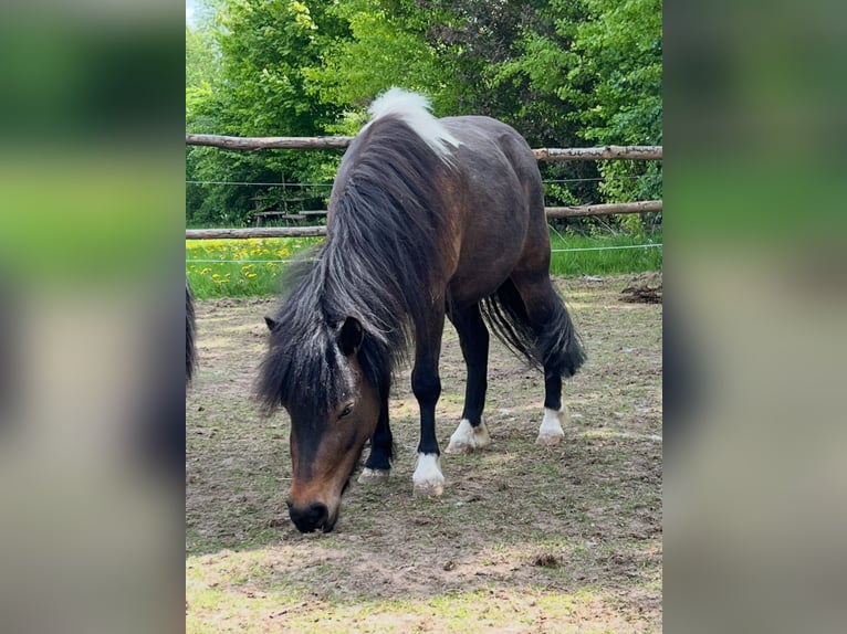 Ponis Shetland Yegua 1 año 100 cm Pío in Oldendorf