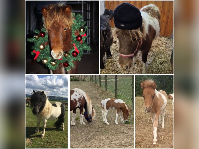 Ponis Shetland Yegua 1 año 103 cm Pío in Göttingen