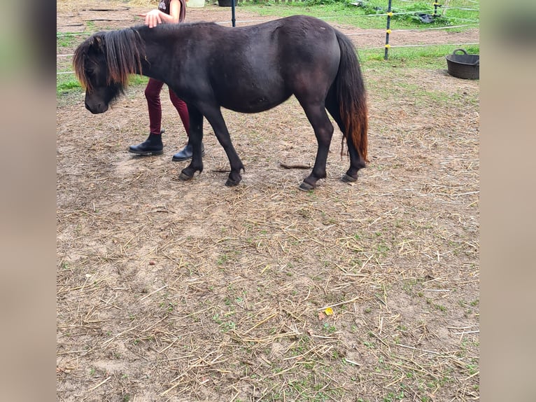 Ponis Shetland Yegua 1 año 104 cm Negro in Verden (Aller)