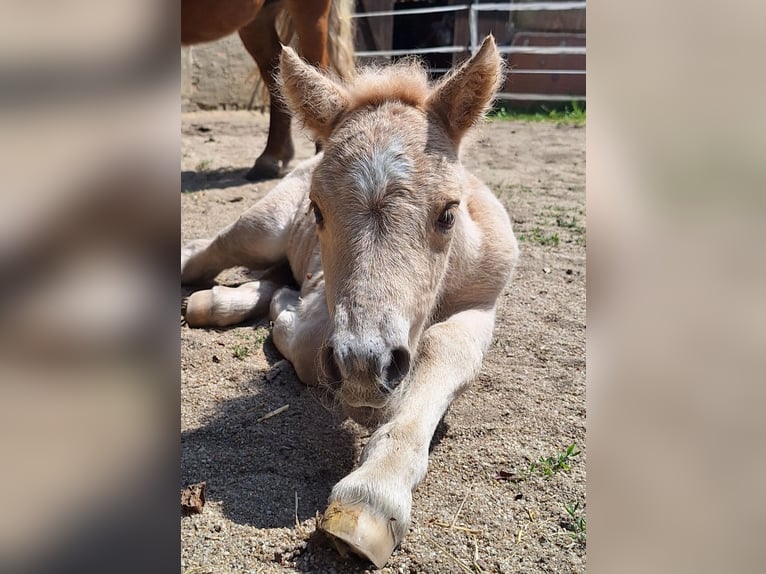 Ponis Shetland Yegua 1 año 105 cm Palomino in Ebersbach