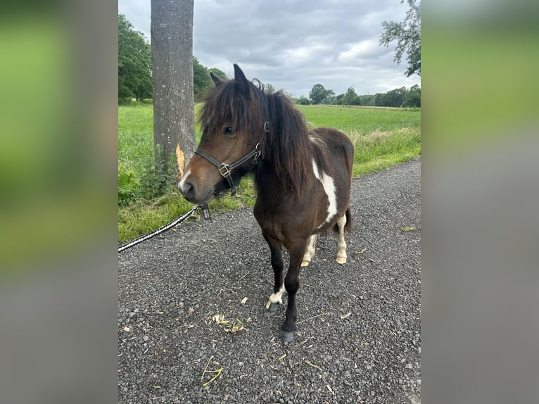 Ponis Shetland Yegua 1 año 105 cm Pío in Westerstede