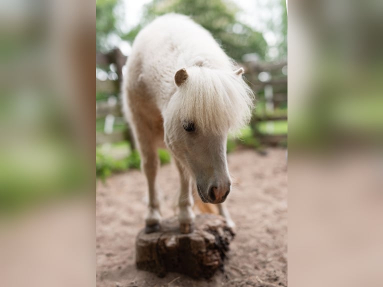 Ponis Shetland Yegua 1 año 84 cm Palomino in Gouderak