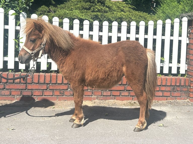 Ponis Shetland Yegua 1 año 85 cm Alazán in Bad Laer
