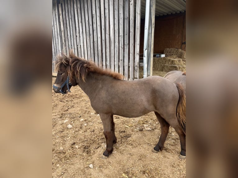 Ponis Shetland Yegua 1 año 94 cm  in Berg