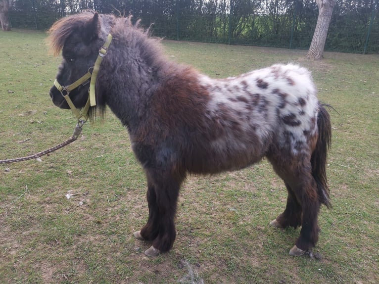 Ponis Shetland Yegua 1 año 95 cm Atigrado/Moteado in Gerstetten