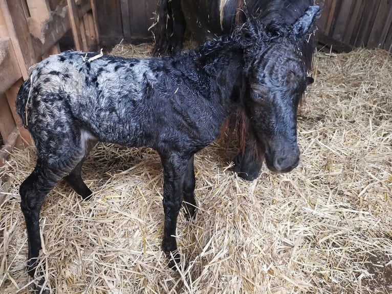 Ponis Shetland Yegua 1 año 95 cm Atigrado/Moteado in Gerstetten