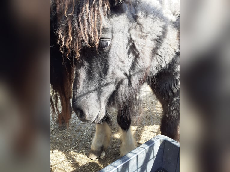 Ponis Shetland Yegua 1 año 95 cm Atigrado/Moteado in Gerstetten