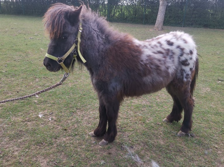 Ponis Shetland Yegua 1 año 95 cm Atigrado/Moteado in Gerstetten
