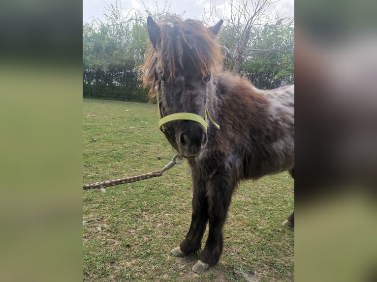 Ponis Shetland Yegua 1 año 95 cm Atigrado/Moteado in Gerstetten