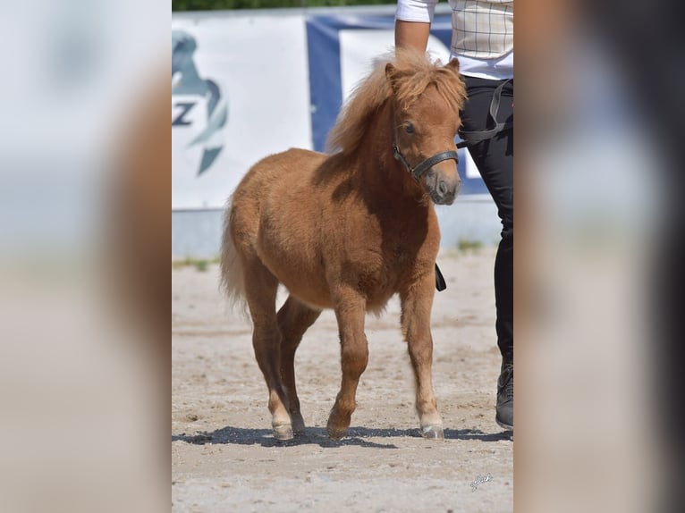 Ponis Shetland Yegua 1 año Alazán-tostado in Zábřeh